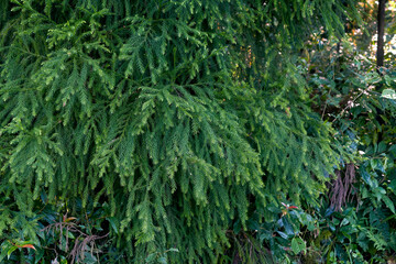 Cryptomeria japonica 'Spiralis' branches with ringlet-like foliage, an evergreen conifer in the...