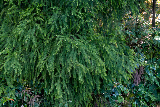 Cryptomeria japonica 'Spiralis' branches with ringlet-like foliage, an evergreen conifer in the family of Cupressaceae. A vigorous, densely branched tree in the forest of north Bengal, near Sonada. 