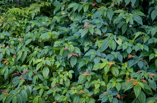 Melastome Clearweed (Pilea melastomoides, as Pohpohan in West Java), an evergreen undershrub plant that grows wildly in jungle of North Bengal. Photo taken in Sonada. Used as herbal medicine.