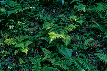 forest floor with varieties of lush green plants (mostly fern) growing abundantly in damp, shady...