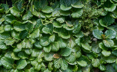 Perennial plant with rosettes of bold rounded hairy green leaves (Heartleaf Bergenia) creeping on...