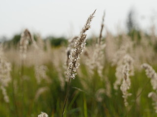 Fototapeta premium ears of wheat
