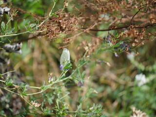 Butterfly in nature