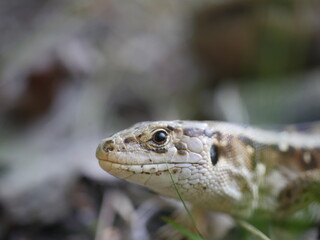 lizard close up