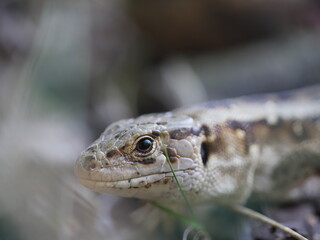 lizard close-up