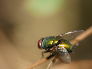 macro of a fly