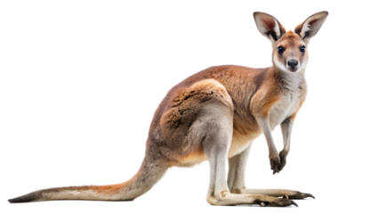Alert kangaroo in seated position, Australian marsupial animal with big ears and long tail, wildlife close-up, transparent PNG file