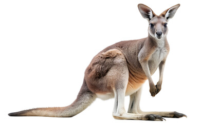 Kangaroo standing isolated, Australian wildlife marsupial animal with strong tail and large ears, native fauna, transparent PNG file