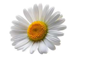 Single daisy flower with vibrant white petals and yellow center, ideal for nature-themed projects, transparent PNG file