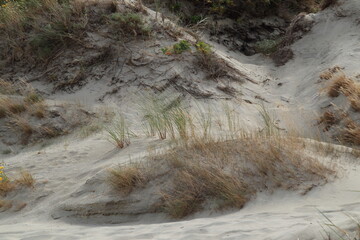 Coastal sand dune with grasses and native vegetation under a partly cloudy sky. A calm, natural scene showcasing a protected seaside habitat © Maciej Bonk