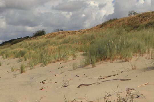 Coastal sand dune with grasses and native vegetation under a partly cloudy sky. A calm, natural scene showcasing a protected seaside habitat