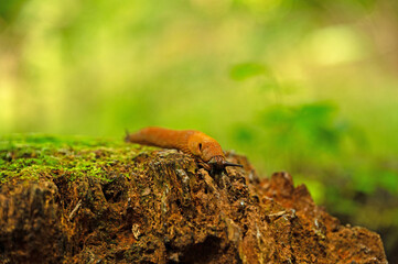 brown slug on a tree trunk in a forest
