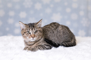 Brown Tabby Cat on White Blanket against a Blue and White Snowflake Background