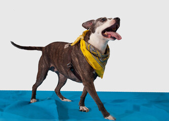 perro caminando en estudio