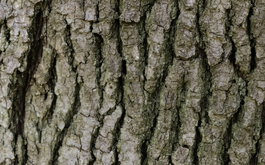 Obraz premium bark texture background