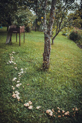 mushrooms and a wild forest environment