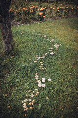 mushrooms and a wild forest environment
