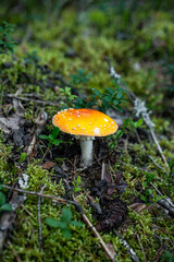 mushrooms and a wild forest environment