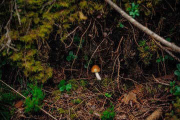 mushrooms and a wild forest environment