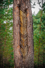 mushrooms and a wild forest environment