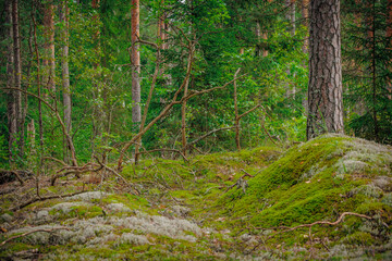 mushrooms and a wild forest environment
