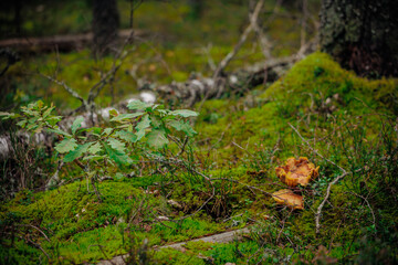 mushrooms and a wild forest environment