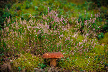 mushrooms and a wild forest environment