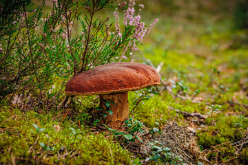 mushrooms and a wild forest environment