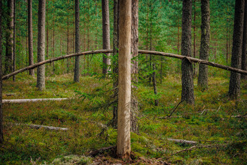 mushrooms and a wild forest environment