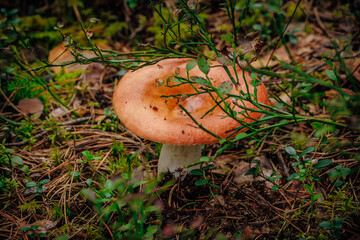mushrooms and a wild forest environment