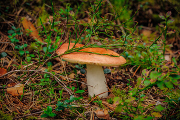 mushrooms and a wild forest environment