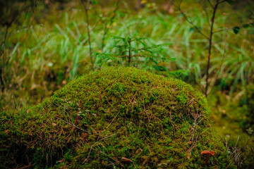 mushrooms and a wild forest environment