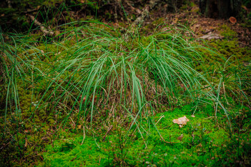 mushrooms and a wild forest environment