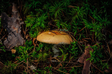 mushrooms and a wild forest environment