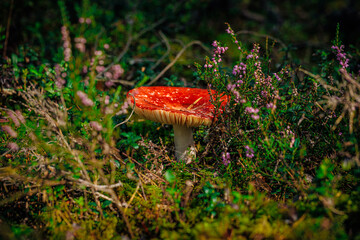 mushrooms and a wild forest environment