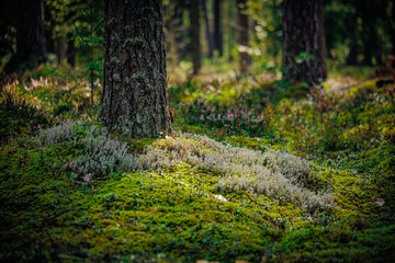 mushrooms and a wild forest environment