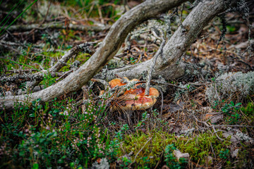 mushrooms and a wild forest environment
