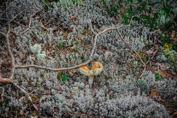 mushrooms and a wild forest environment