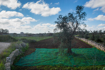 Una rete verde stesa ai piedi di un ulivo per la raccolta delle olive in Salento