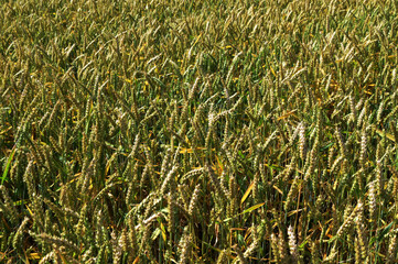 Green ears of wheat under blue sky.