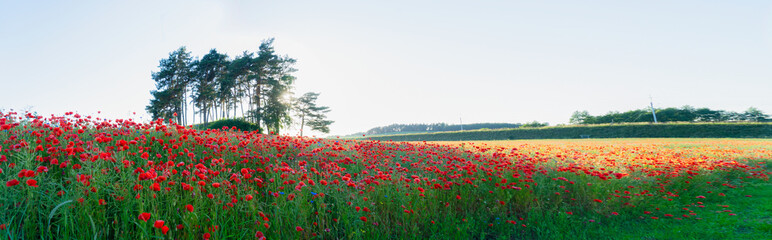 field of poppy red flowers, wide panorama format