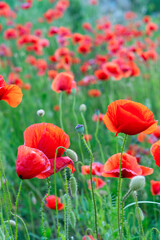Obraz premium field of poppy red flowers with green grass