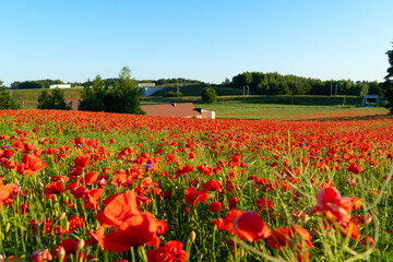 field of poppy red flowers under blue sky