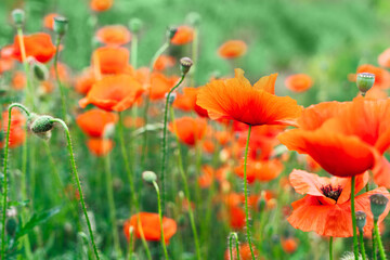field of poppy red flowers