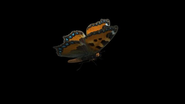 Tortoise Shell Eurasian Butterfly - Flying Cycle Loop - Side Close Up View - Alpha Channel - Realistic naturalistic 3D animation isolated on transparent background