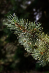 Closeup of a branch of a Limber Pine tree (Pinus flexilis 'Firmament') in a garden in summer against a dark background