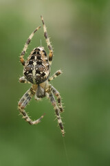 Closeup on a European cross spider or crowned orb weaver, Araneau diadematus