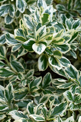 Closeup of variegated foliage of Euonymus fortunei 'Silver Queen' in a garden in summer