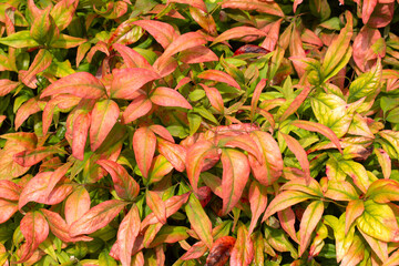 Obraz premium Closeup of colourful foliage of Heavenly Bamboo (Nandina domestica 'Fire Power') in a garden in late summer