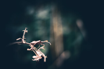 Winzig - obrazy, fototapety, plakaty